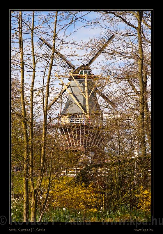 Keukenhof Hollandia 105.jpg